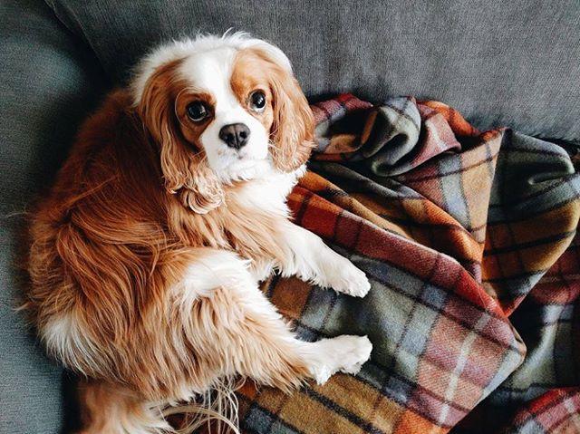 Buchanan Antique Tartan Recycled Wool Blanket